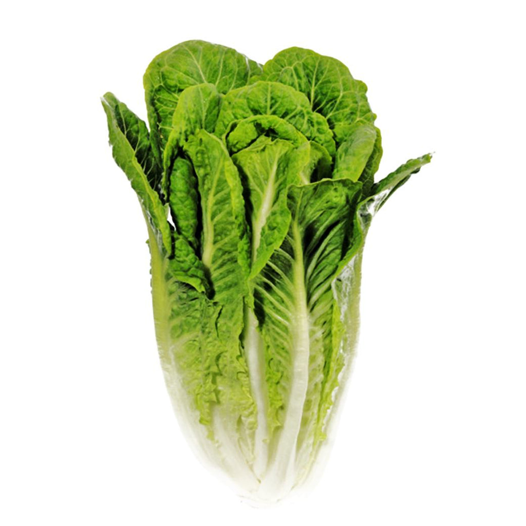 LECHUGA Romana Unidad